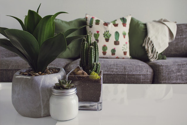 Grey couch in the background with three succulents in the foreground on a white coffee table