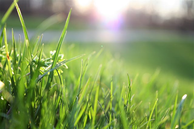 close up of a green lawn